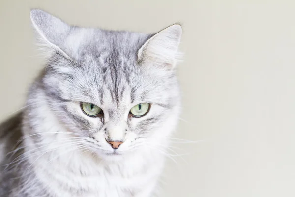 3 년에 시베리아 품종의 여성 고양이 — 스톡 사진