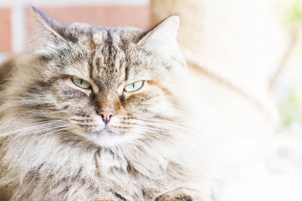 Жінка з сибірської кішки у вікові роки — стокове фото