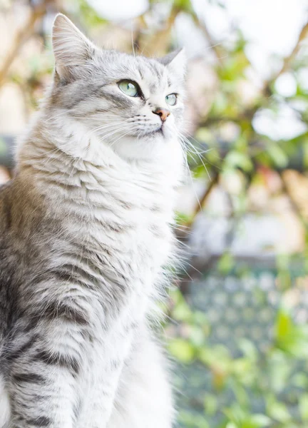 Female cat of siberian breed at three years — Stock Photo, Image