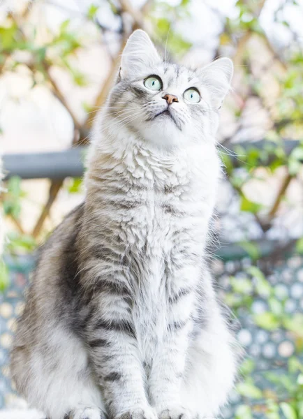 Samice kočka plemene sibiřský na tři roky — Stock fotografie