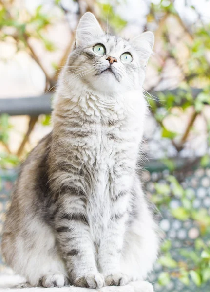 Samica kot rasy syberyjski na trzy lata — Zdjęcie stockowe