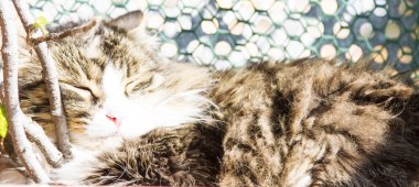 kahverengi erkek Sibirya doğurmak, dört yıl