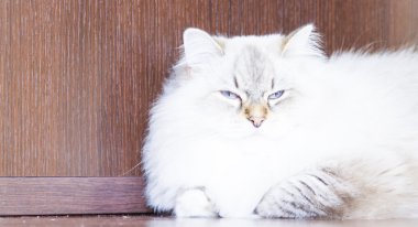 beyaz kedi, Sibirya doğurmak neva maskeli balo sürüm