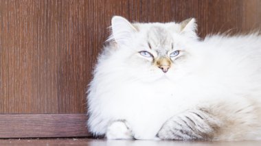 beyaz kedi, Sibirya doğurmak neva maskeli balo sürüm