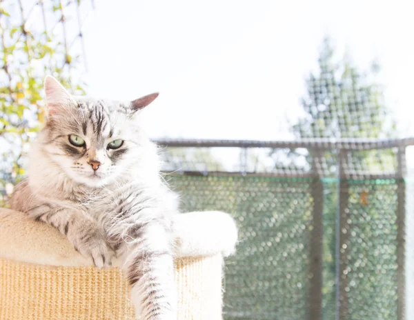 Silver katt för sibiriska ras, kvinnliga på tre år — Stockfoto