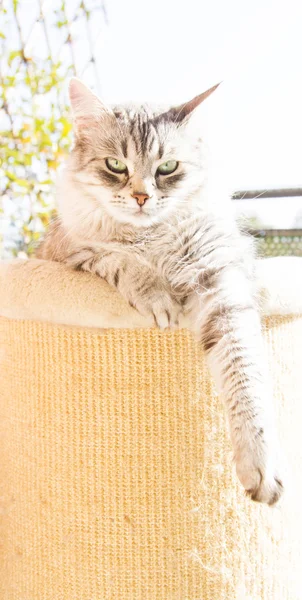 Gato plateado de raza siberiana, hembra a los tres años — Foto de Stock