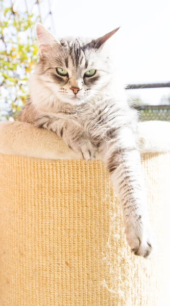 Gato de prata da raça siberiana, fêmea em três anos — Fotografia de Stock