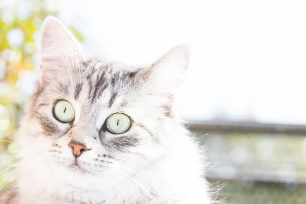 시베리아 유형, 3 년에 여자의 실버 고양이 — 스톡 사진