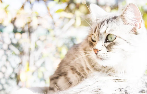 시베리아 유형, 3 년에 여자의 실버 고양이 — 스톡 사진