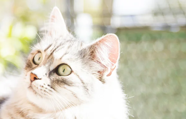 Срібна кішка сибірської породи, жінка в три роки — стокове фото