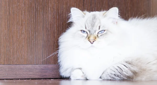 Gatto bianco, razza siberiana neva versione mascherata — Foto Stock