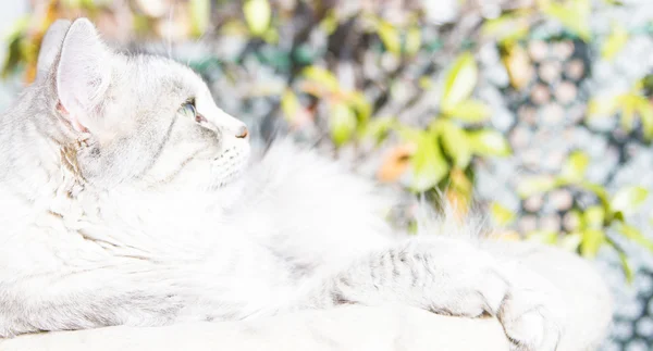 Zilver kat van Siberische ras, vrouwelijke drie jaar — Stockfoto