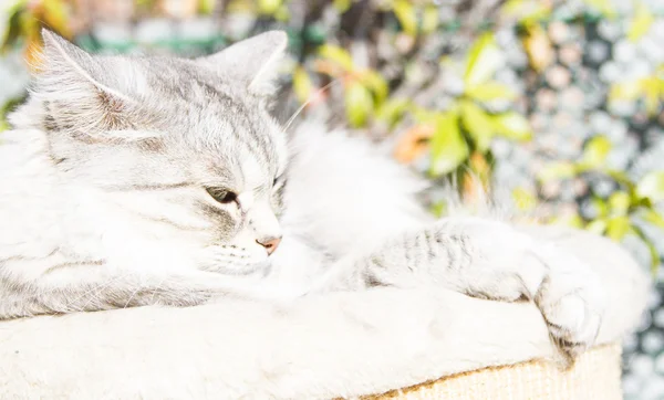 Срібна кішка сибірської породи, жінка в три роки — стокове фото