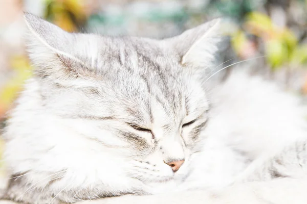 西伯利亚的品种，在三年的女银猫 — 图库照片