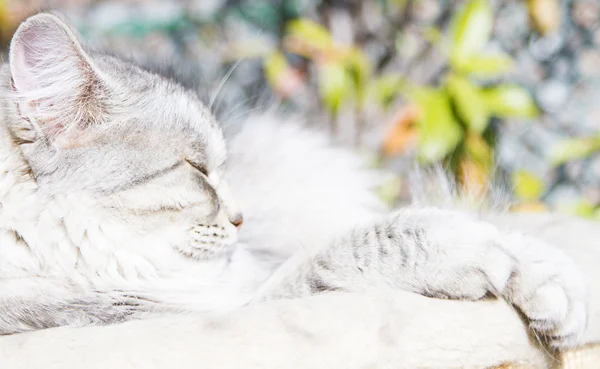 Gato plateado de raza siberiana, hembra a los tres años —  Fotos de Stock