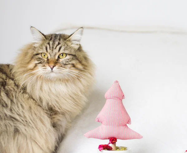 Brown cat with Christmas decoration — Stock Photo, Image