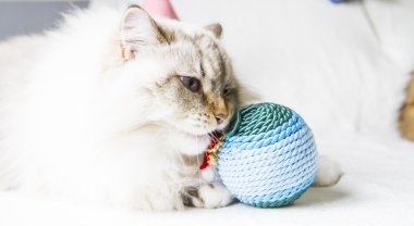 Sibirya doğurmak Noel zamanında beyaz kedi