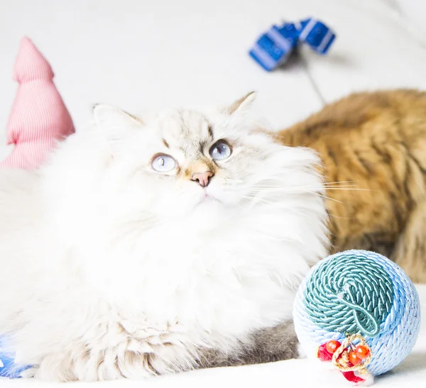 White cat of siberian breed in Christmas time — Stock Photo, Image