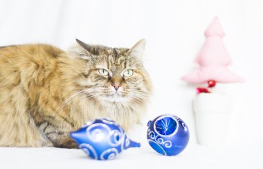 Sibirya doğurmak Noel zamanında dişi yavru kedi