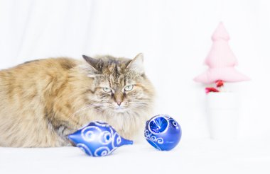 Sibirya doğurmak Noel zamanında dişi yavru kedi