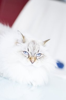 kış zamanında beyaz siberian kedi