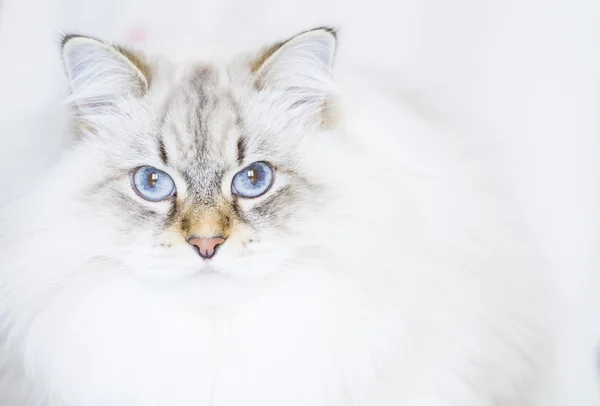 Gatto siberiano bianco in inverno — Foto Stock