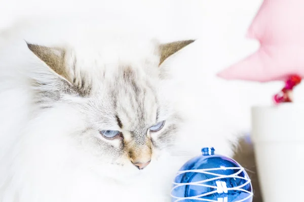 White siberian cat with Christmas decoration — Stock Photo, Image