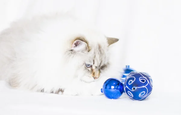 White siberian cat with Christmas decoration — Stock Photo, Image