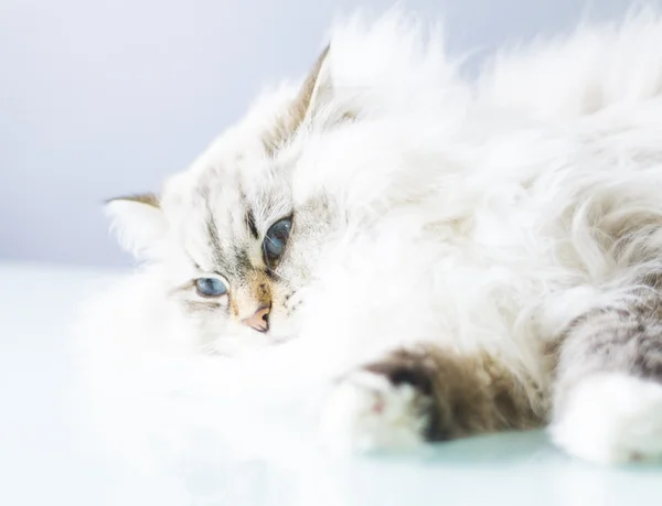 Kış zamanında beyaz siberian kedi — Stok fotoğraf