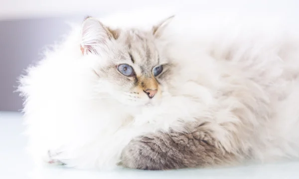 Kot syberyjski biały w okresie zimowym — Zdjęcie stockowe