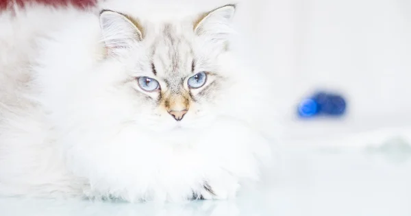 Gato siberiano blanco en invierno —  Fotos de Stock