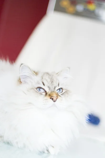 Gato siberiano branco no tempo de inverno — Fotografia de Stock