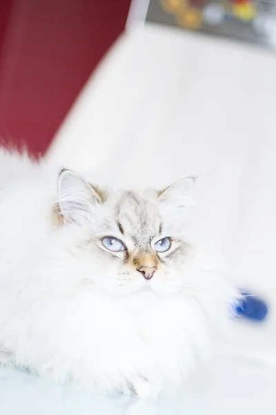 Gato siberiano branco no tempo de inverno — Fotografia de Stock
