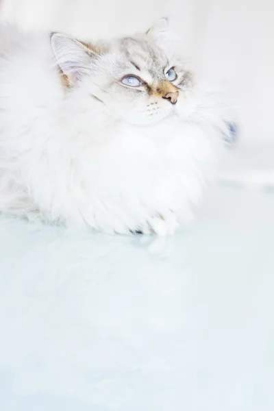 在冬天的时候白色西伯利亚猫 — 图库照片