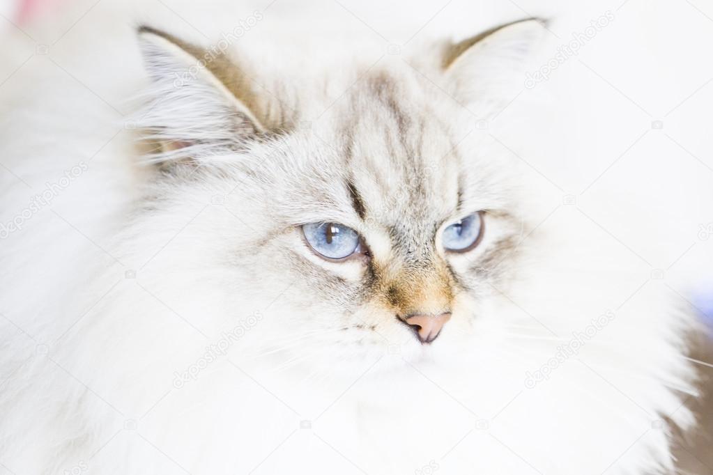 White cat,female