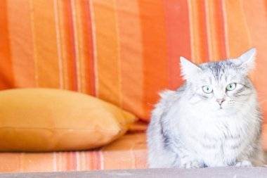Sibirya doğurmak kanepede gümüş kedi