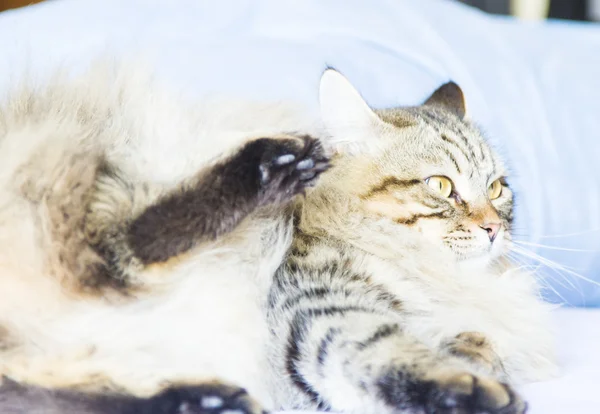 Braune Katze sibirischer Rasse — Stockfoto