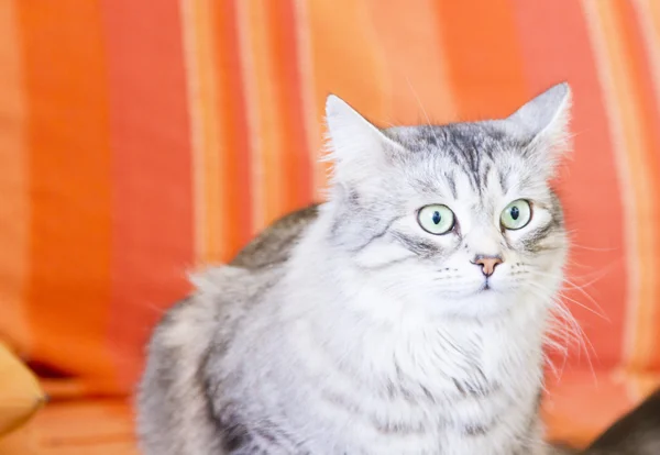 실버 고양이 소파에 시베리아 품종의 — 스톡 사진