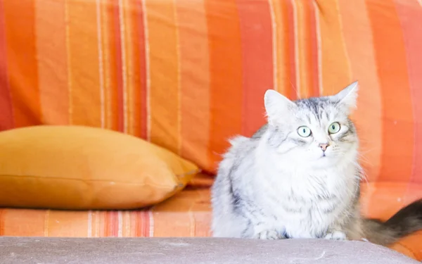 Silver cat of siberian breed on the sofa — Stock Photo, Image