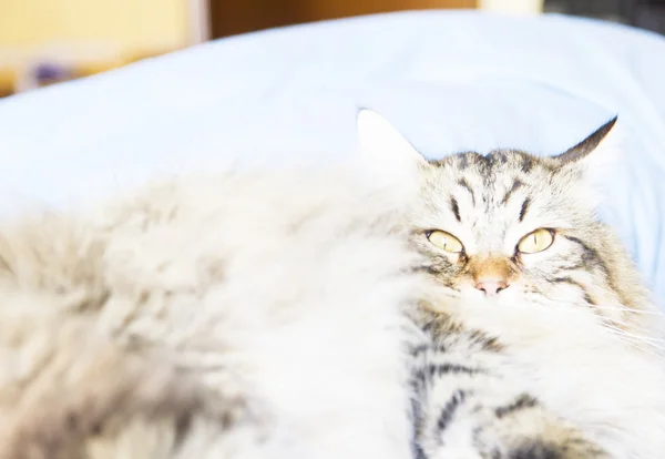 Brązowy kot rasy syberyjski — Zdjęcie stockowe