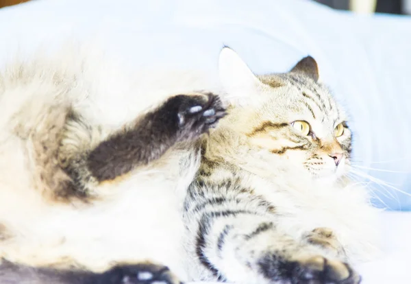 Bruine kat van Siberische ras — Stockfoto