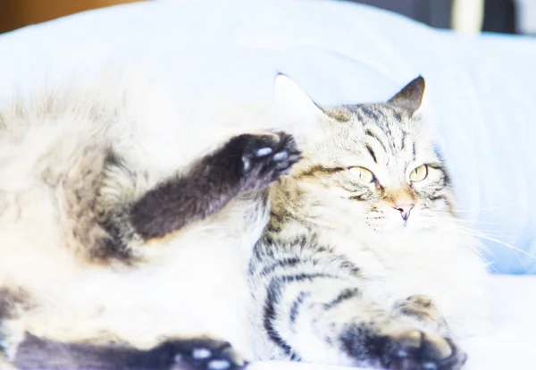 Barna macska-szibériai fajta — Stock Fotó