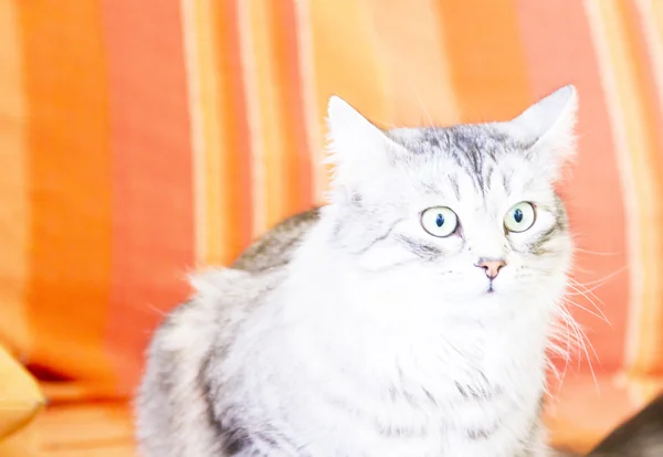 Silver cat of siberian breed on the sofa — Stock Photo, Image