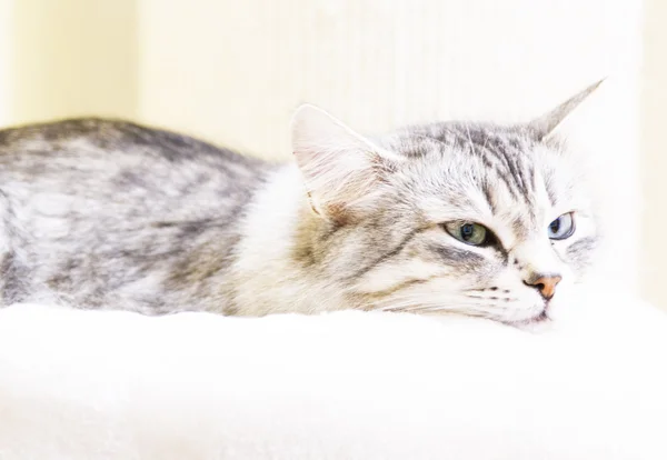 Stříbrná kočka plemene sibiřský na pohovce — Stock fotografie