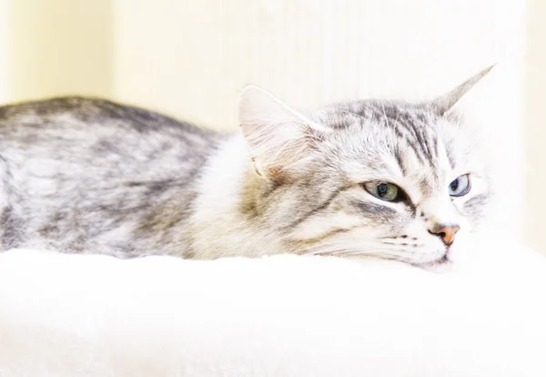 Gato de plata de raza siberiana en el sofá —  Fotos de Stock