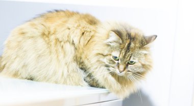 Masada, Sibirya doğurmak dişi kedi