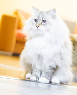 Neva maskeli yavru kedi, Sibirya beyaz