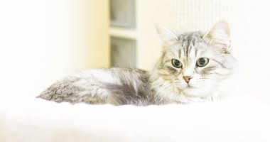 Gümüş kedi tırmalamak posta üzerinde