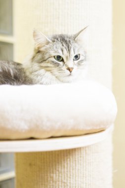 Gümüş kedi tırmalamak posta üzerinde