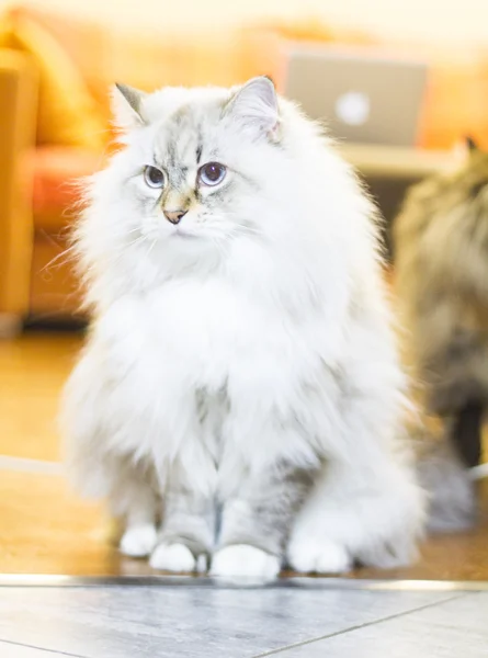 Neva mascarada gatinho, siberiano branco — Fotografia de Stock